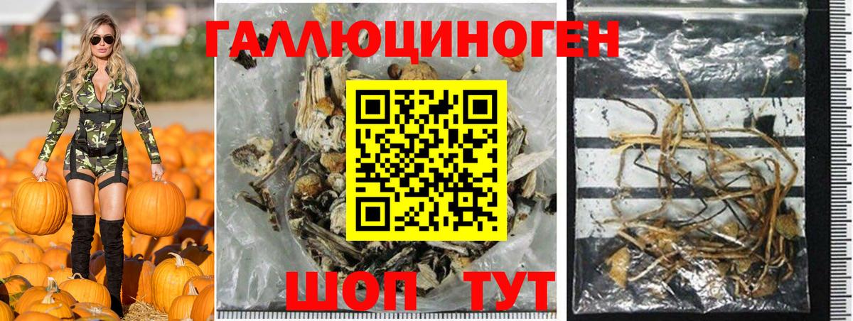 Галлюциногенные грибы Psilocybine cubensis Елизово